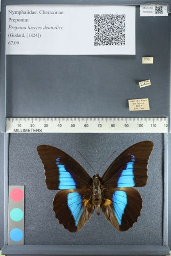 Media type: image;   Entomology 163527